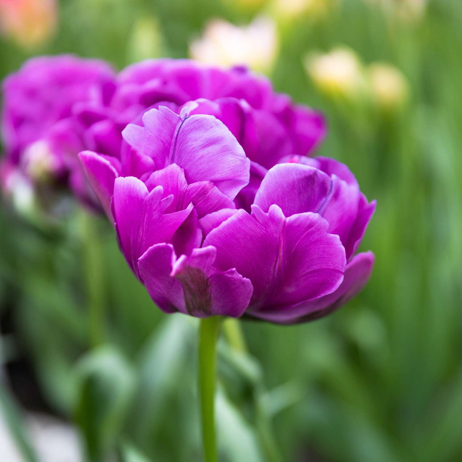 Tulipe 'Double Negrita'